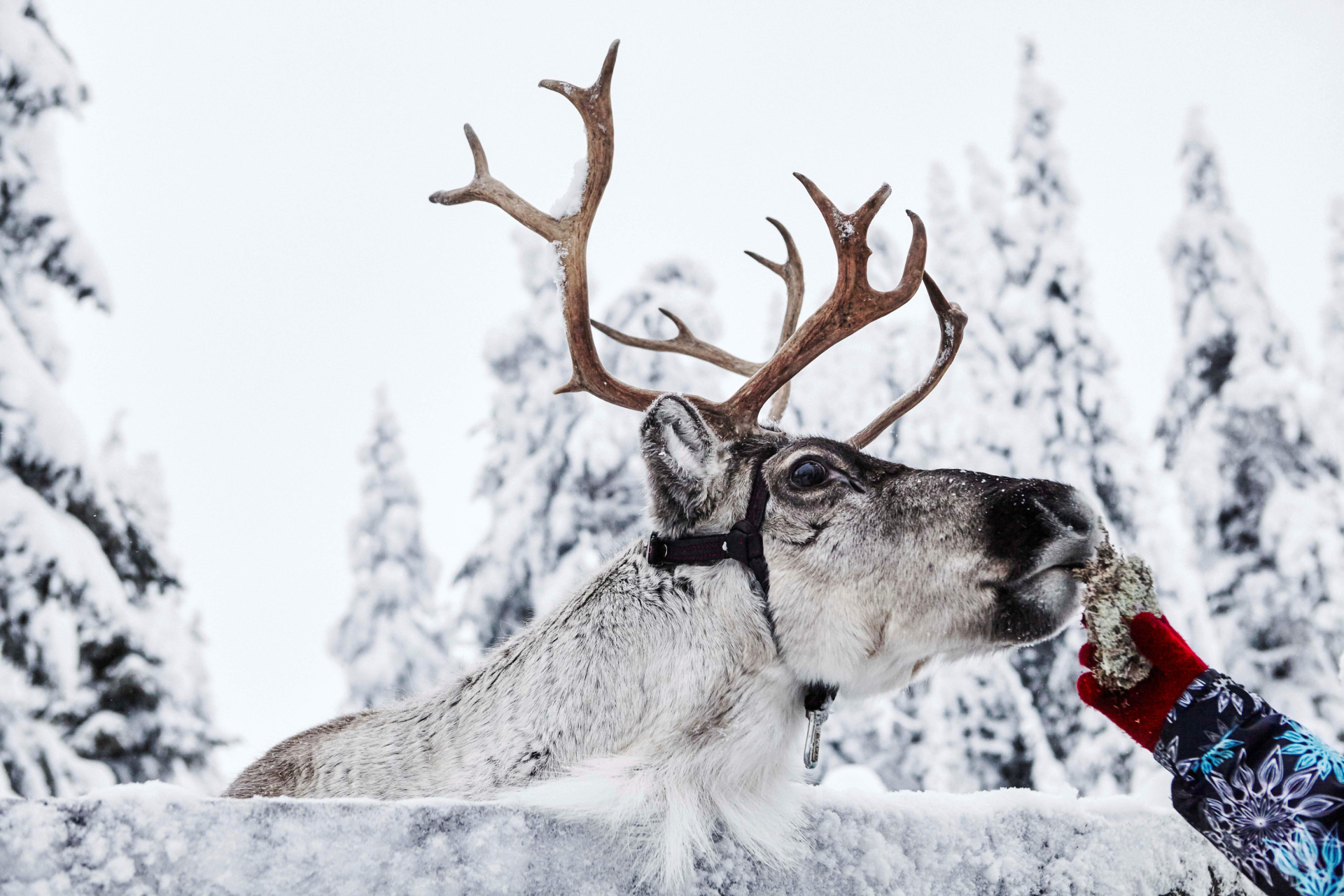 Feeding reindeer winter 03 ruka kuusamo
