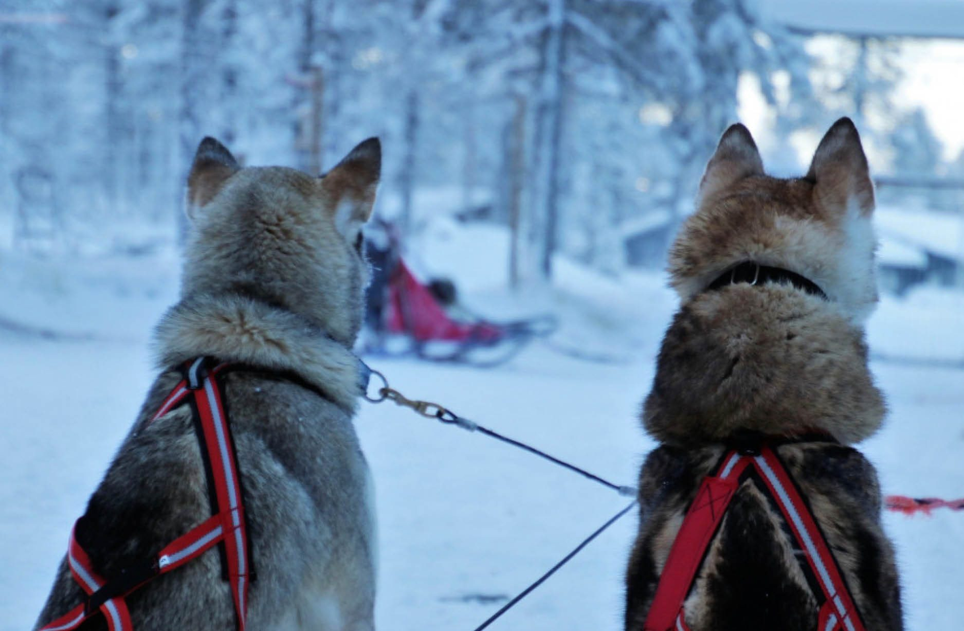 Markantmagazine december 2024 lapland en oslo4