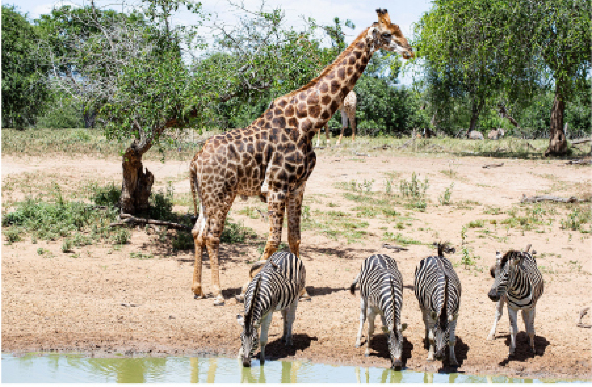 Markant nieuws oktober 2025 landscape Markant reis Zuid Afrika 4 100