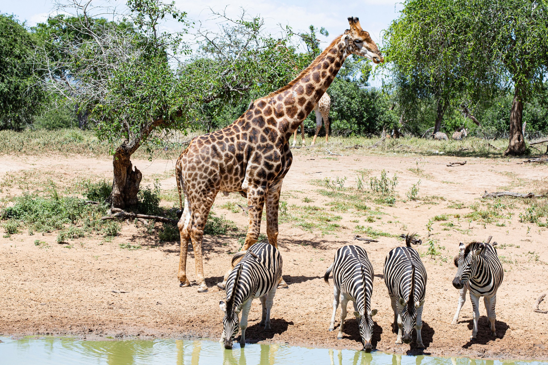 Zuid afrika2