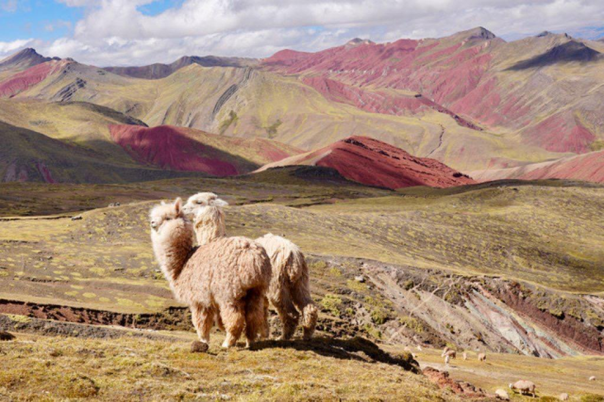 Peru alpaca 2025 Markant Reizen