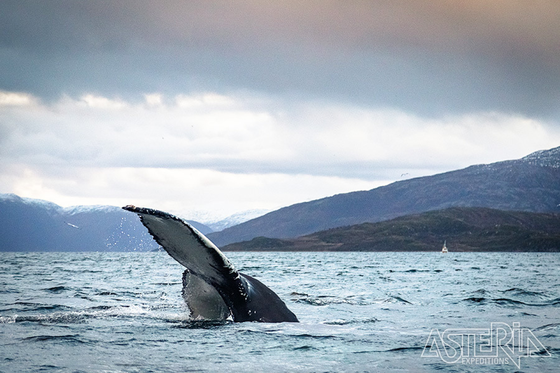 Vanuit Andenes vertrekken we op walvissafari