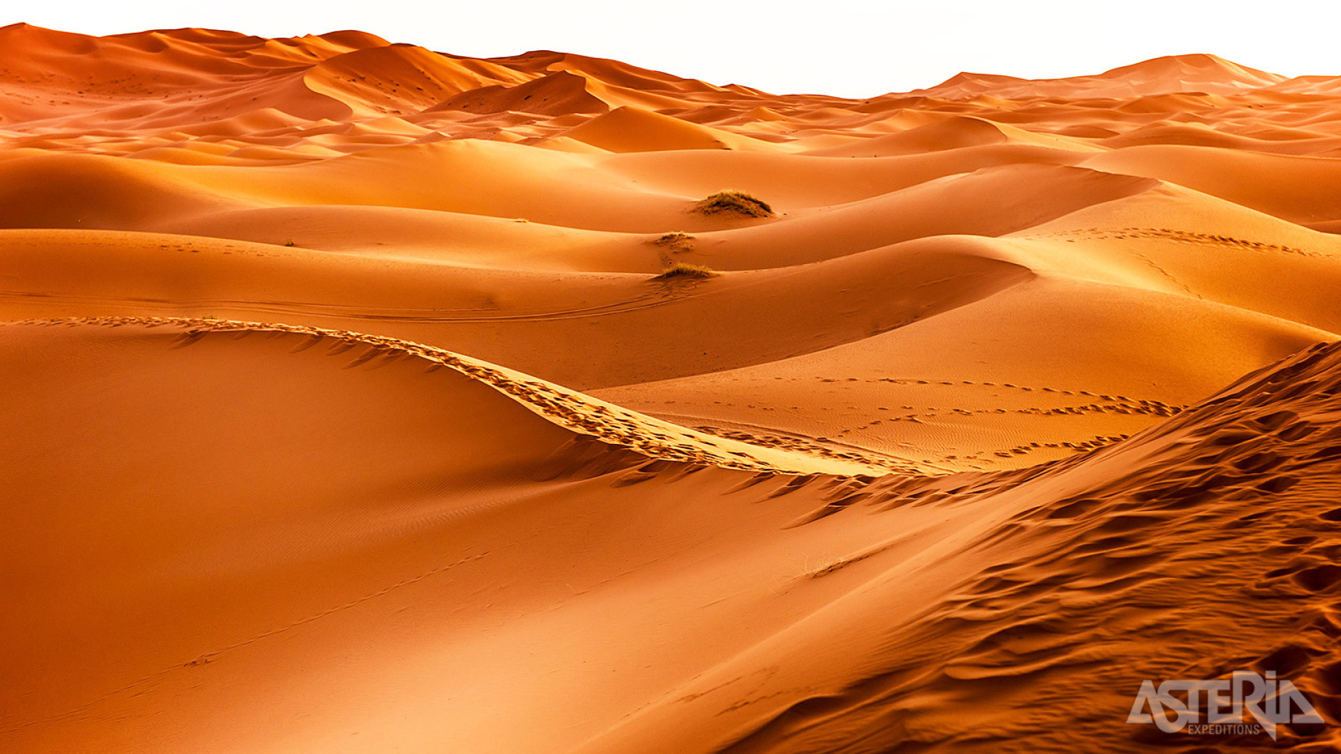 Verenigde Arabische Emiraten - Van Abu Dhabi tot Dubai - Oman en vae dubai woestijntocht - Februari 2026 - Markante Reizen