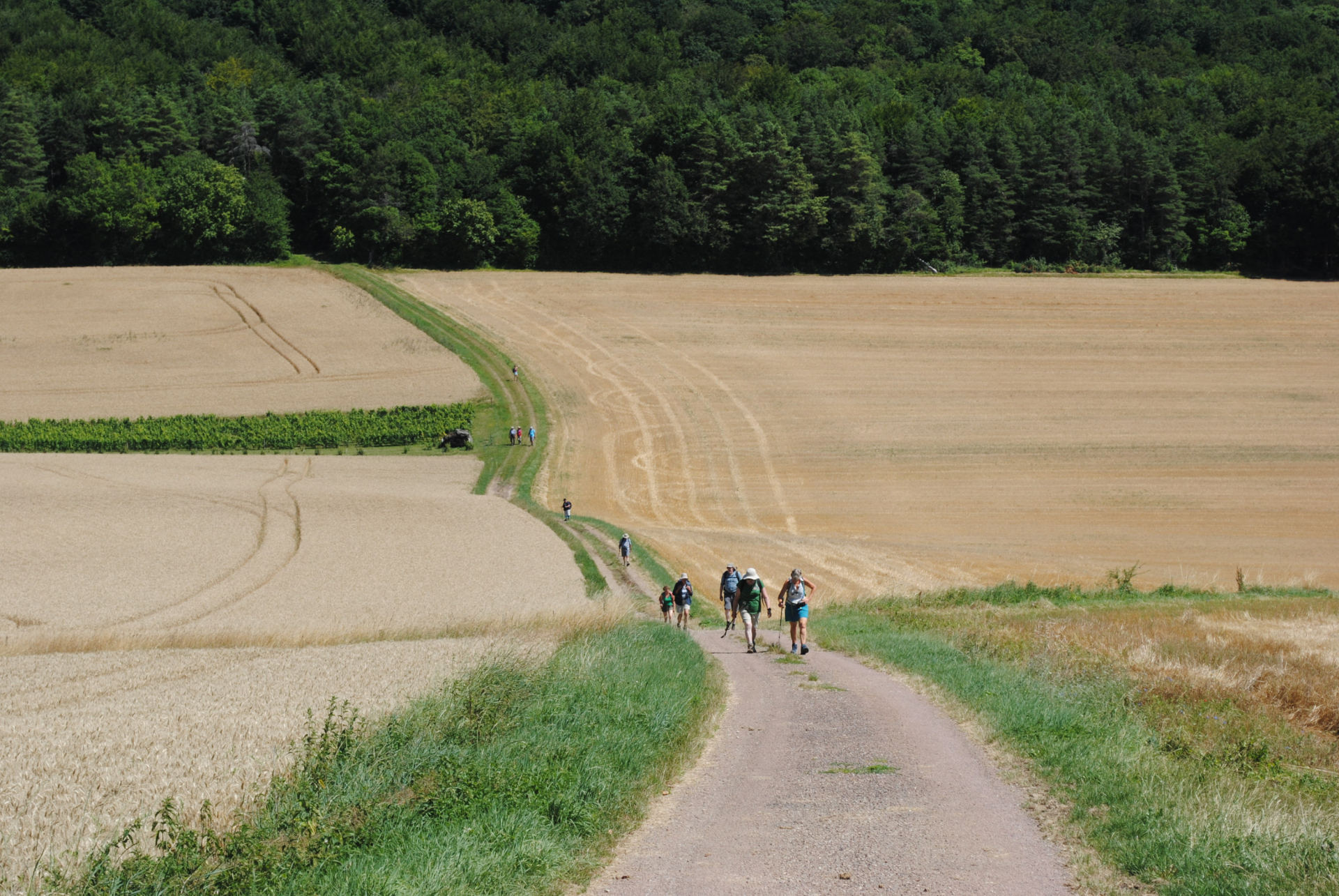 Markant Pelgrimstocht 2026 Tussen wijngaarden en abdijen in de voetsporen van de Cisterciënzers Luce